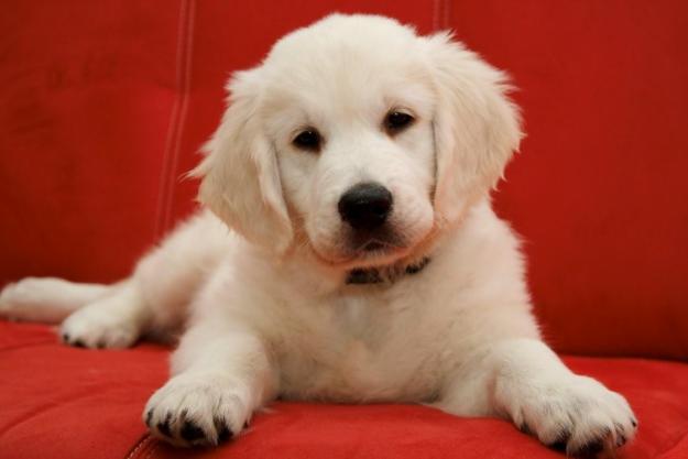 1295961129_161013725_1-Obrazky--Zlaty-retriever-steatka